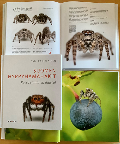 Suomen hyppyhämähäkit